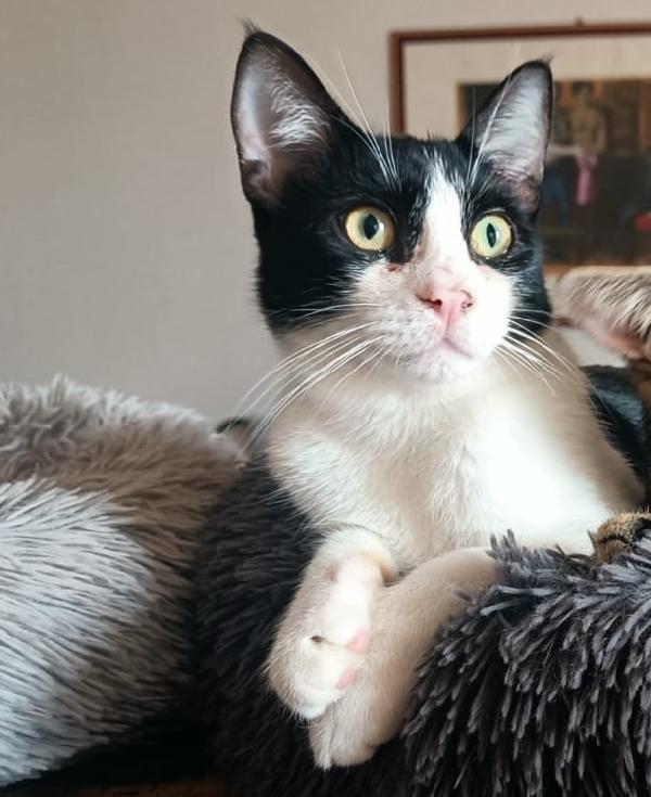 FELIX & SILVESTRO, pupi meravigliosi Foto 4